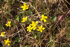 Caltha arctica