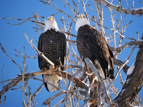 Bald Eagle photographed in Colorado