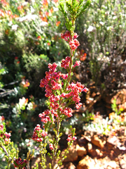 Erica eustacei