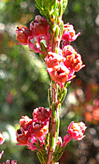 Erica eustacei