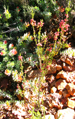 Erica eustacei