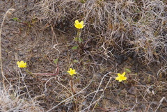Caltha arctica
