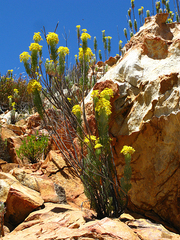 Euryops rehmannii