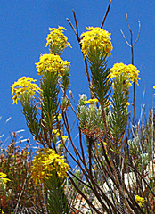 Euryops rehmannii