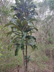 Ixora coccinea 'Margaretae' (Ixora margaretae)