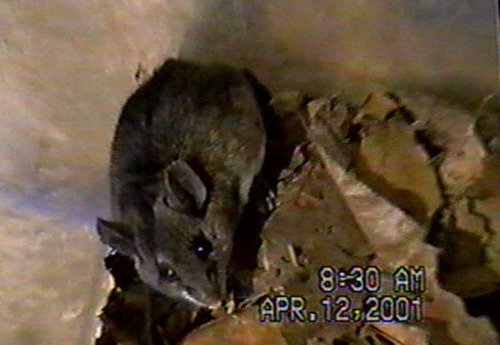 Broad-faced Deermouse (Peromyscus megalops)