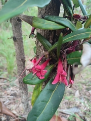 Ixora margaretae, photograph Isabelle Soccioi, CC0, iNaturalist via GBIF