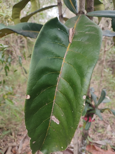 Ixora margaretae, photograph 6