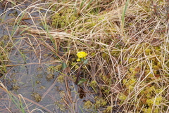 Caltha arctica