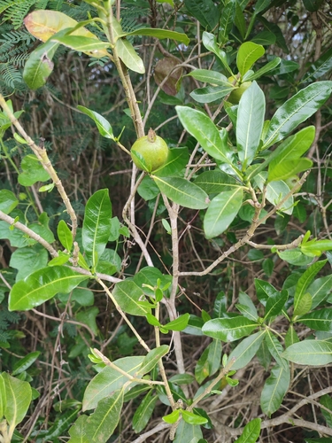 Gardenia urvillei (Gardenia urvillei)