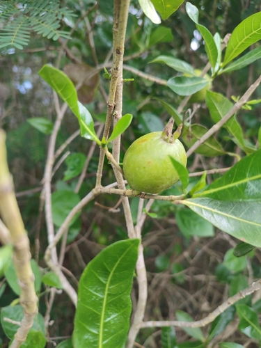 Gardenia urvillei, photograph 5