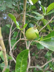 Isabelle Soccioi, CC0, iNaturalist via GBIF Gardenia urvillei, photograph Isabelle Soccioi, CC0, iNaturalist via GBIF
