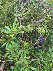 Pittosporum brevispinum