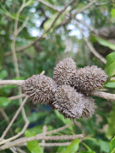 Pittosporum brevispinum, photograph 2