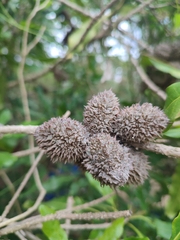 author not stated, no rights reserved Pittosporum brevispinum, photograph author not stated, no rights reserved
