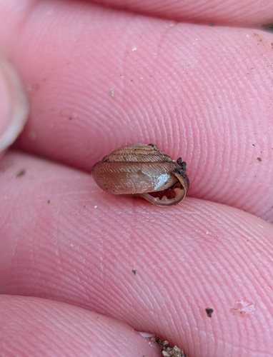 Gastrodonta interna observed 2025-12-01