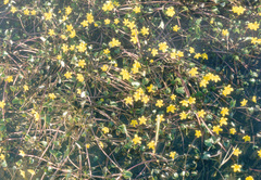 Caltha caespitosa