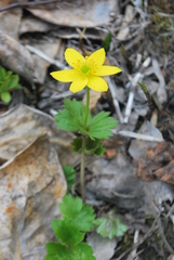Anemonastrum richardsonii
