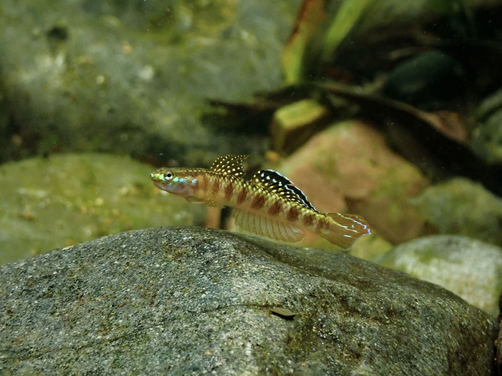 Golden-Red Stiphodon