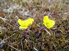Caltha caespitosa