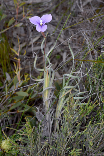 Patersonia spirafolia
