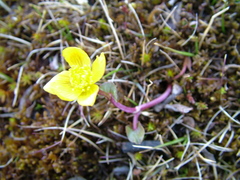 Caltha caespitosa