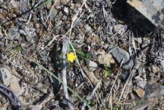 Potentilla arenosa