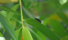 Pyractonema