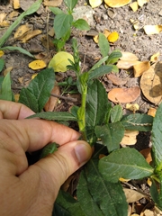 Pseudelephantopus spicatus