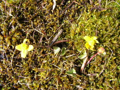 Caltha caespitosa