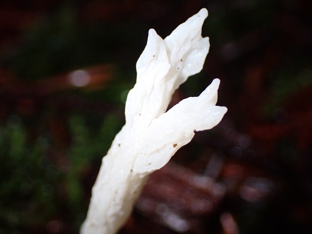 Clavulina rugosa · December 2025 · photo: © enspring (iNaturalist, cc0)