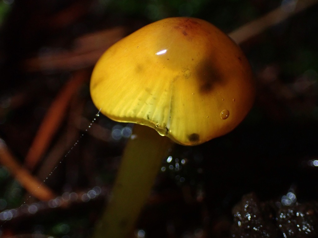 Hygrocybe singeri
