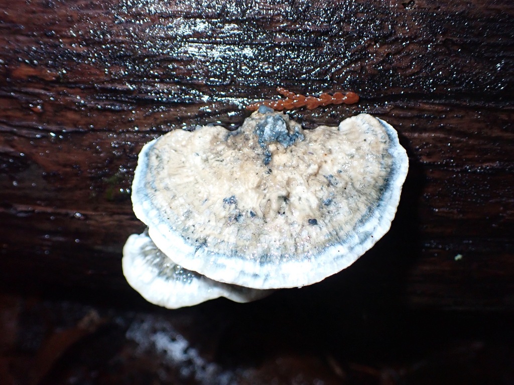 Cyanosporus caesius · December 2025 · photo: © enspring (iNaturalist, cc0)