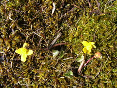 Caltha caespitosa