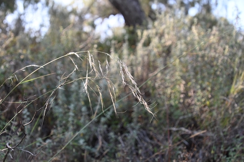 Aristida schiedeana, 2025-12-04