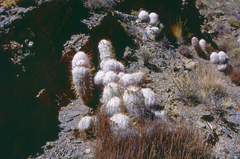 Oreocereus trollii