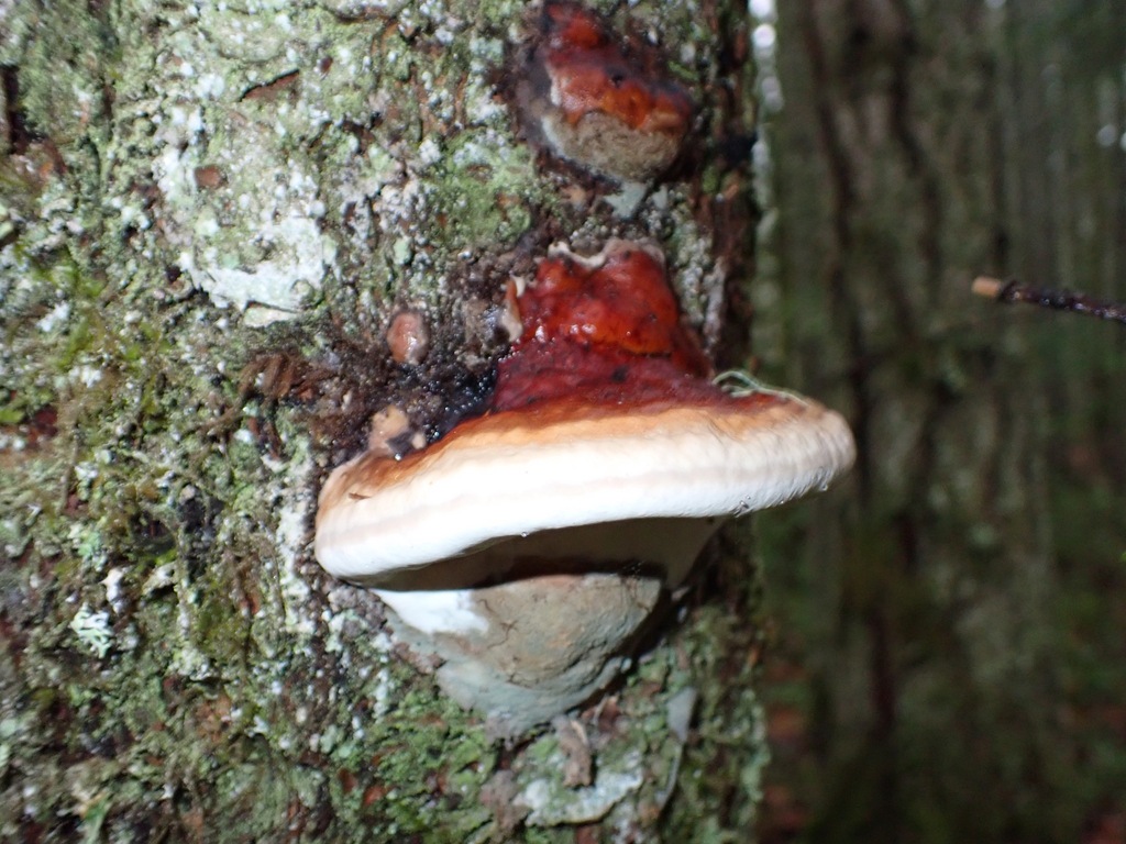 Fomitopsis mounceae · December 2025 · photo: © enspring (iNaturalist, cc0)