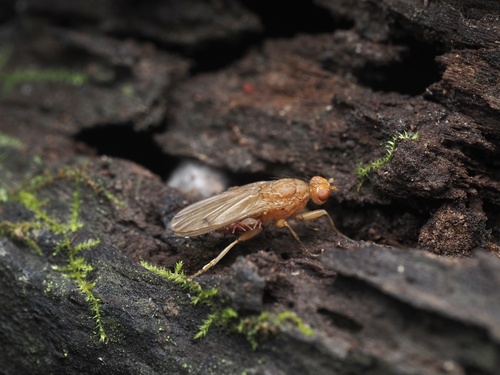 Unknown species found near Plantation Rd, Blacksburg, VA, US