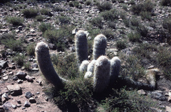 Oreocereus trollii