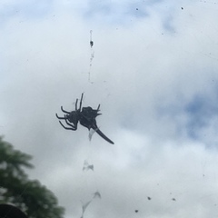 Gasteracantha milvoides