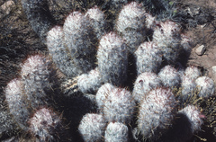 Oreocereus trollii