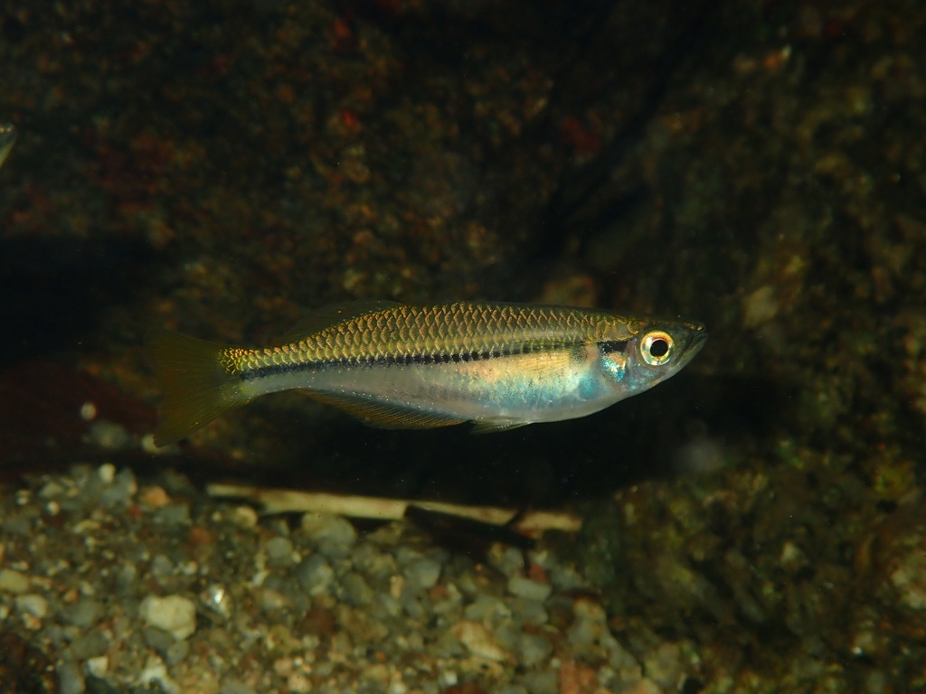 Cairns rainbowfish (Cairnsichthys rhombosomoides) — Melanotaeniidae