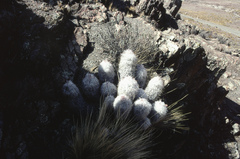 Oreocereus trollii