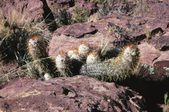 Oreocereus trollii