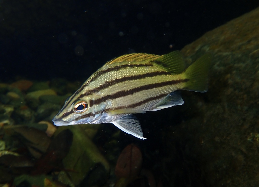 Silver grunter (Mesopristes argenteus) — Terapontidae