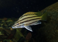Silver Grunter photo 2
