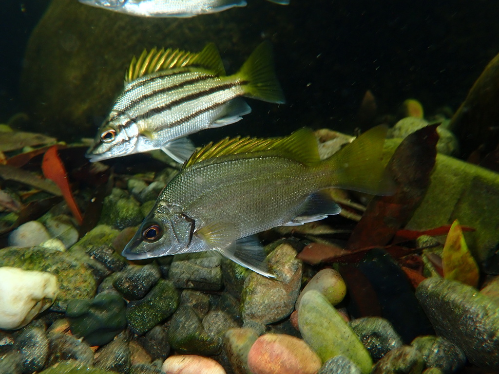 Silver Grunter