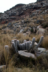 Oreocereus trollii