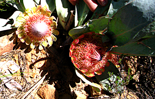Largeleaf Sugarbush (Protea convexa)
