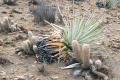 Oreocereus trollii